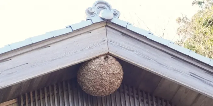 ハチ駆除 　ミツバチ・アシナガ・スズメ蜂駆除